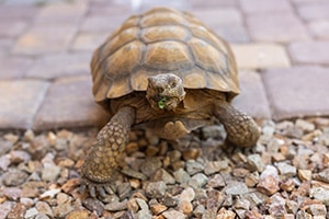 skyecayon-300×200-4